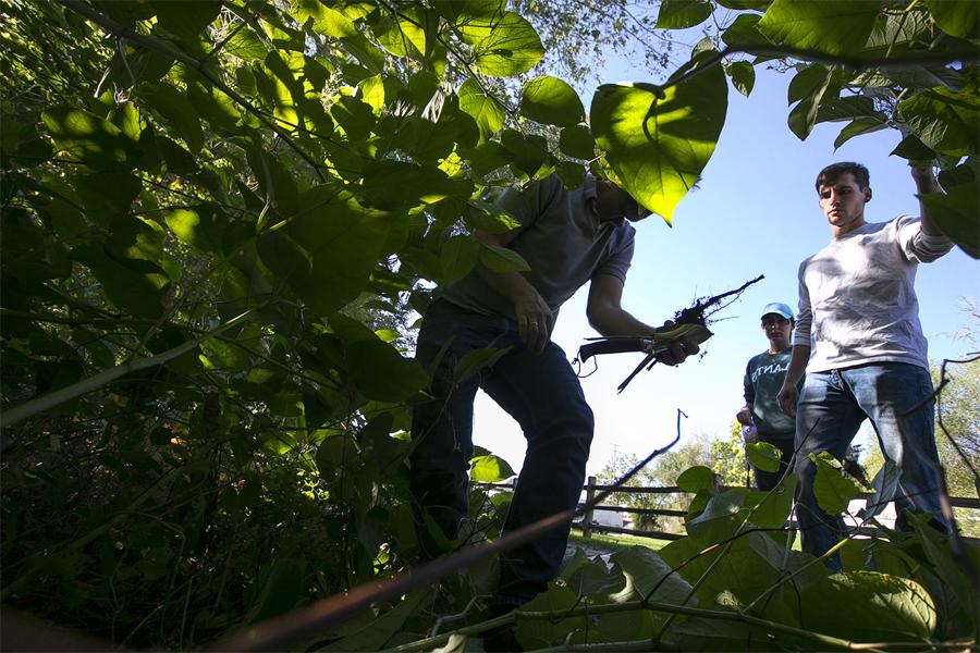 Three people look through brush in a wooded area.